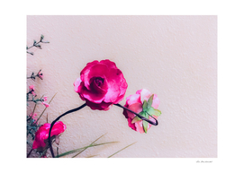 closeup blooming pink flowers with white wall background