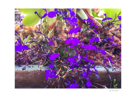 closeup purple flowers with green succulent plant background