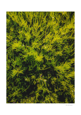 closeup green leaves plant texture abstract background