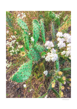 green cactus with blooming white flowers