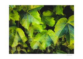 closeup green ivy leaves garden texture background