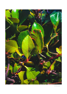 closeup green leaves garden texture background