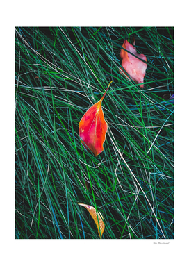 closeup orange leaves on the green grass field