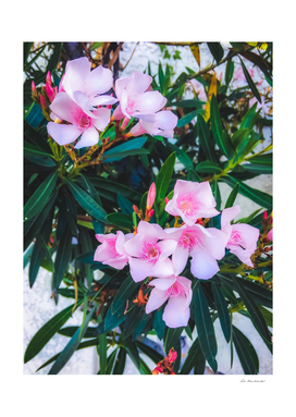 pink flowers garden with green leaves background
