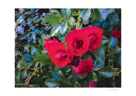 closeup red rose garden with green leaves background