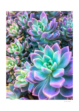 closeup green and pink succulent plant garden background