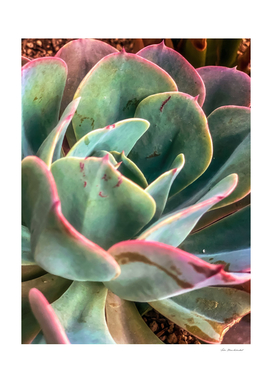 closeup green and pink succulent plant