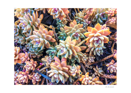 closeup green and pink succulent plant garden background