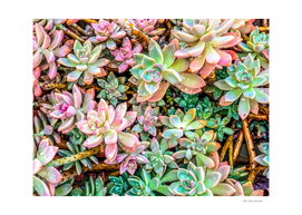 green and pink succulent plant garden