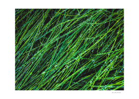 closeup green grass field texture with raindrops