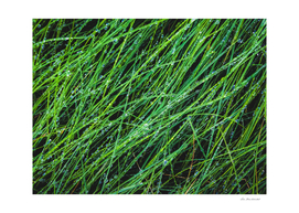 closeup green grass texture background with raindrops