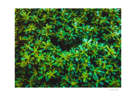 green leaves plant texture background