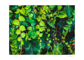 closeup green ivy leaves garden texture background
