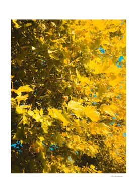 closeup yellow leaves texture abstract background