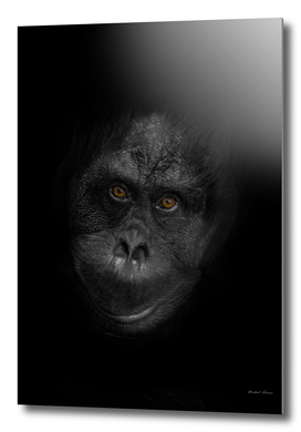 friendly orangutan face