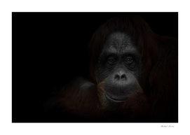 The attentive look of a smart red-haired orangutan