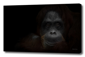 The attentive look of a smart red-haired orangutan
