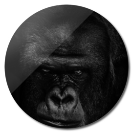 menacing muzzle of the ferocious dominant gorilla male