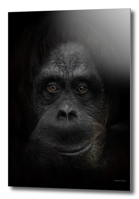 friendly orangutan face