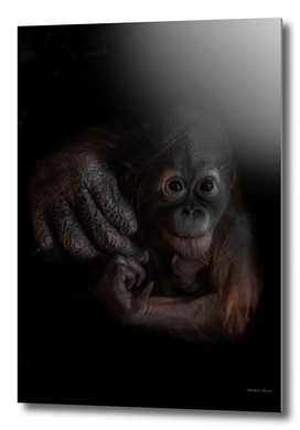 An optimistic and curious orangutan cub