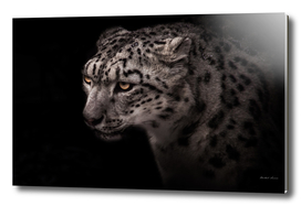 portrait of a snow leopard with a clear look