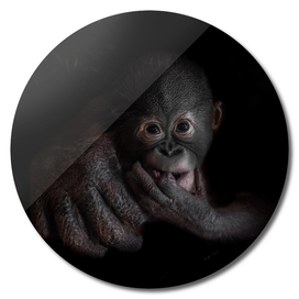 Cute little orangutan