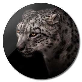 portrait of a snow leopard with a clear look