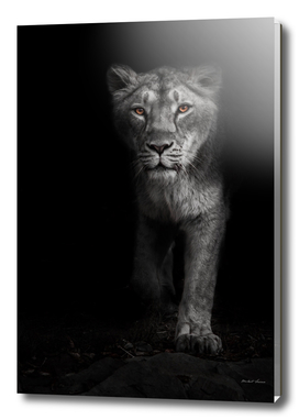 Ashen white, ashen moonlit night lioness in darkness