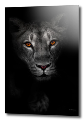 night portrait of a lioness