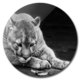 Powerful big american wild puma cat (cougar)
