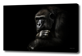 Monkey anthropoid gorilla female. a symbol of   rationality