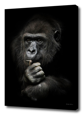 Monkey anthropoid gorilla female