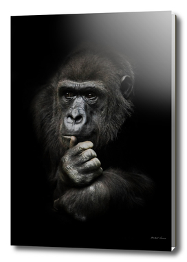 Monkey anthropoid gorilla female