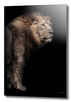 powerful Asian lion male against the background of a dark