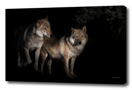 a pair of wolves male and female in the darkness