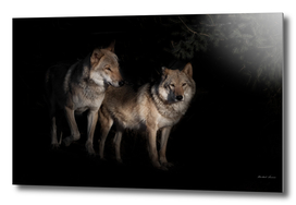 a pair of wolves male and female in the darkness