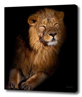lion portrait on a black background