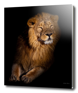 lion portrait on a black background