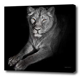 lioness on a black background. looks attentively.