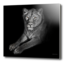 lioness on a black background. looks attentively.