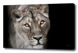 big cat portrait of a muzzle of a curious peppy lioness