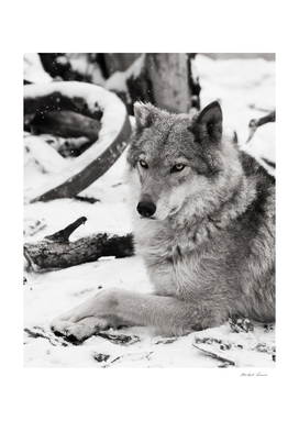 Gray wolf female in the snow