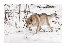 ray wolf female in the snow,   strong animal in winter.