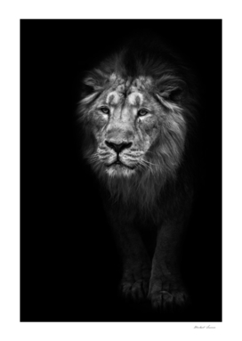 male lion protruding from night darkness