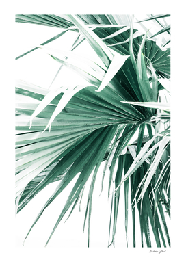 Palm Leaves II