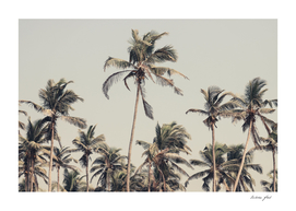 Palm Trees on the beach
