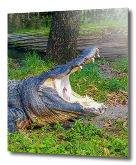 Gator1