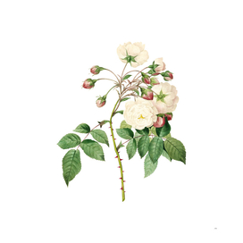 Vintage Adelia Aurelianensis Botanical Illustration