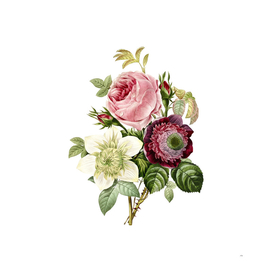 Vintage Anemone Rose Floral Botanical Illustration