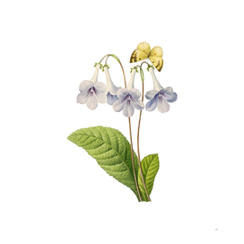 Vintage Canterbury Bells Botanical Illustration